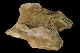 2.9" Dinosaur Braincase Section - Alberta (Disposition #000028-29) - #132029-2